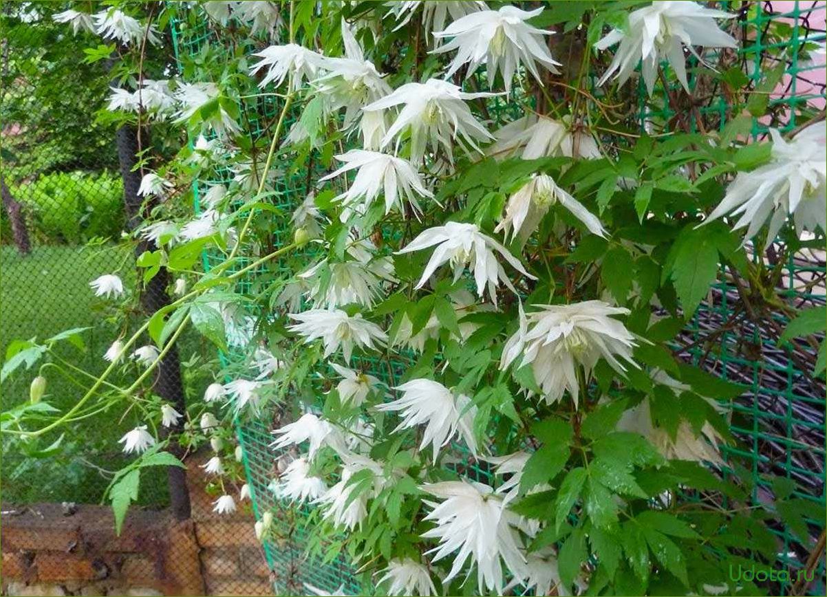 Княжик Арманда Княжик Арманда