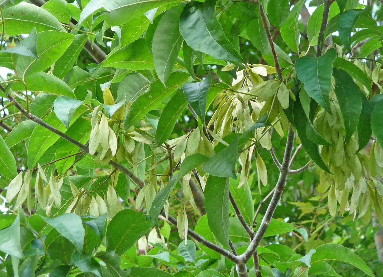 Ясень пушистый