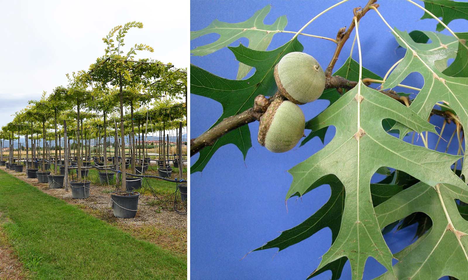 Дуб болотный