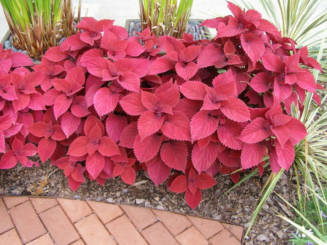 Багряниковые Багряниковые