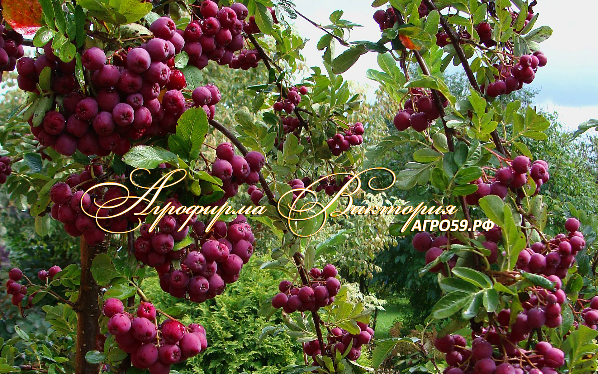 Рябина тюрингская