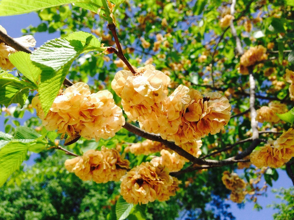 Вяз голый Вяз голый