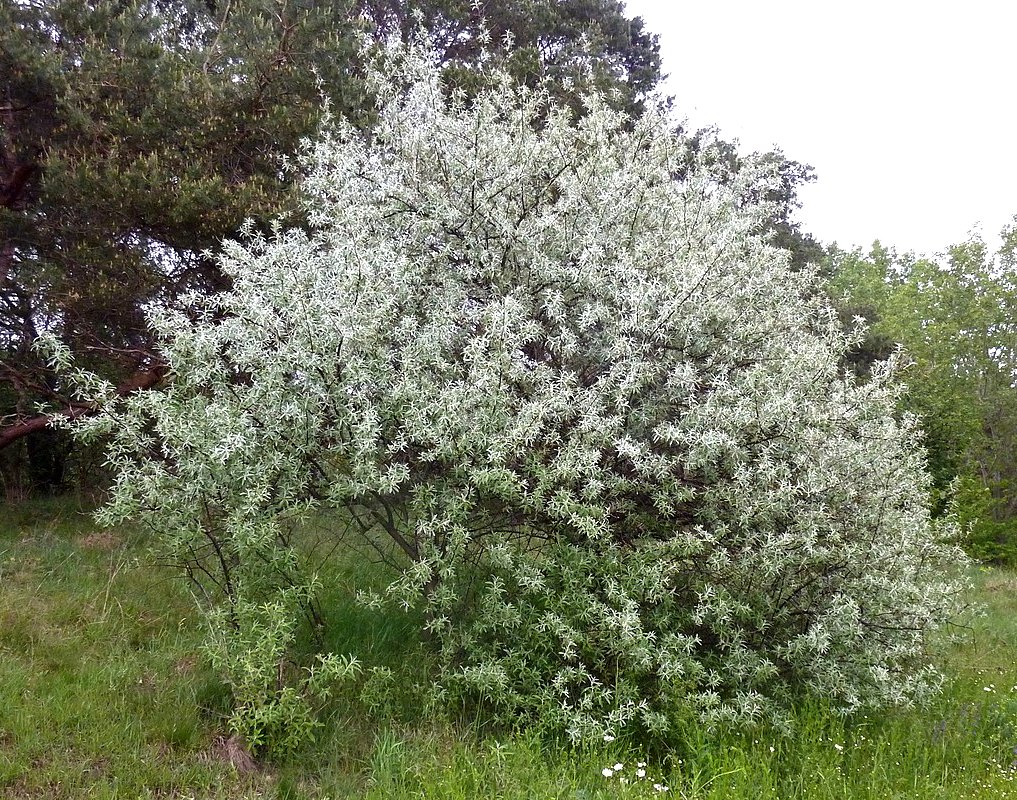 Лох критский