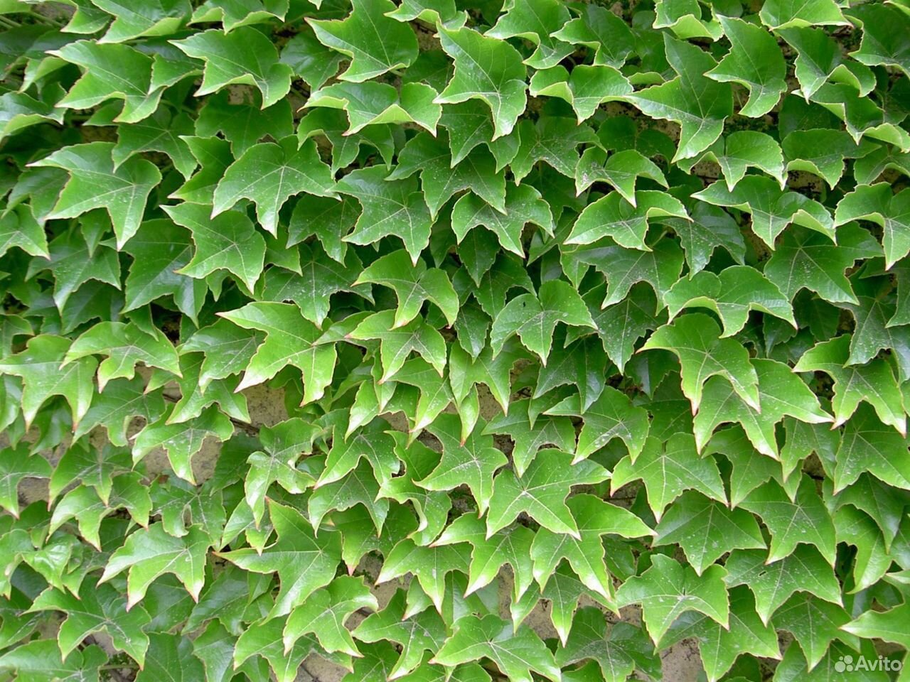 Девичий виноград триостренный