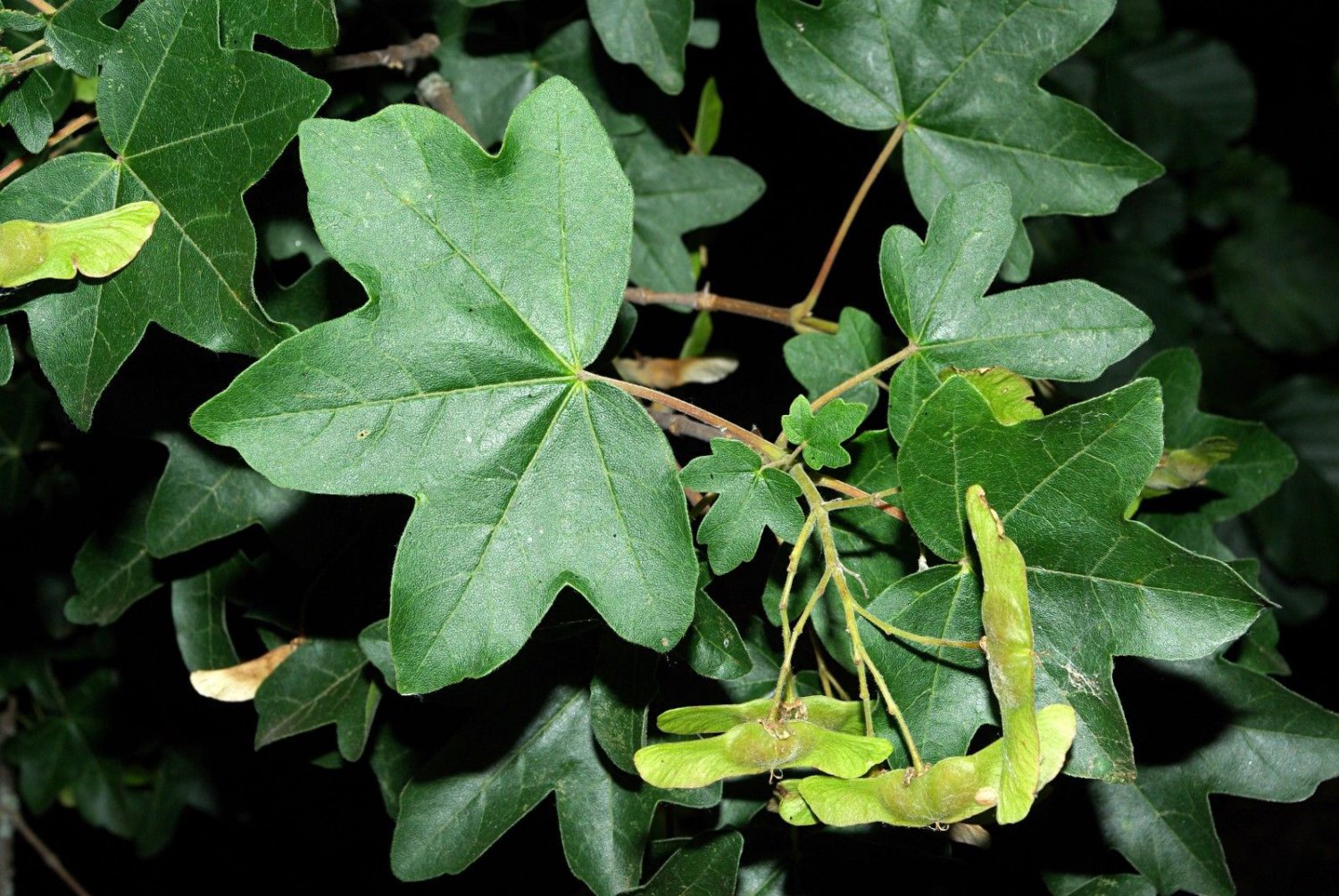 Клён полевой Клён полевой