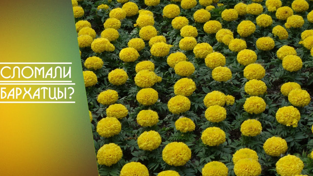 Бархатцы прямостоячие Бархатцы прямостоячие