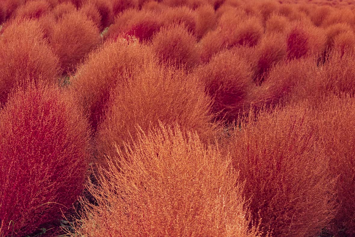 Бассия веничная Бассия веничная