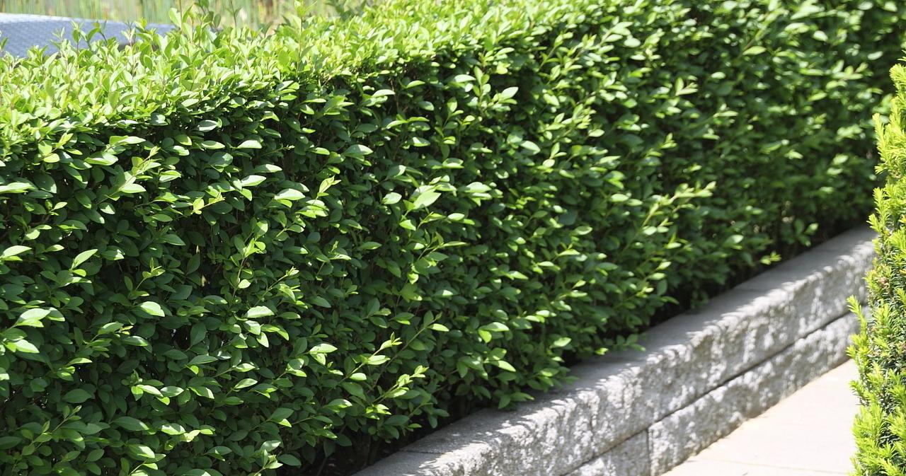 Бирючина плотная Бирючина плотная