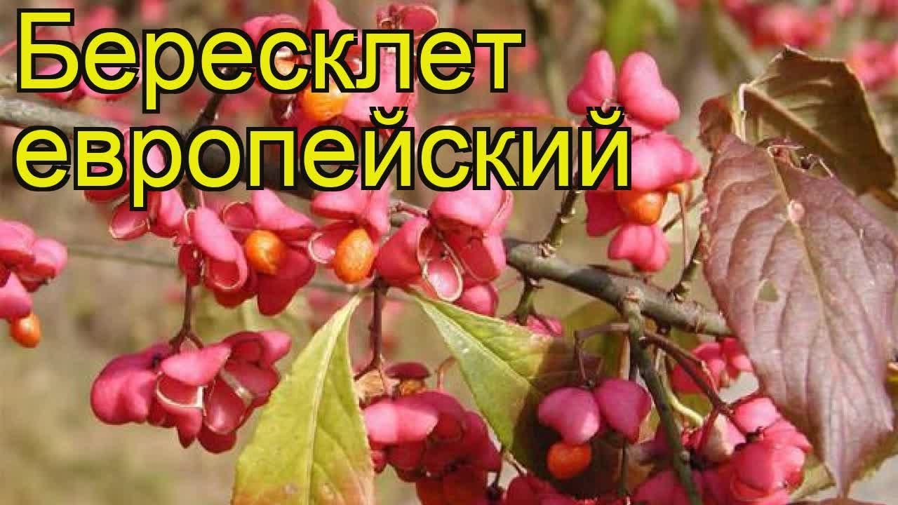Бересклет европейский