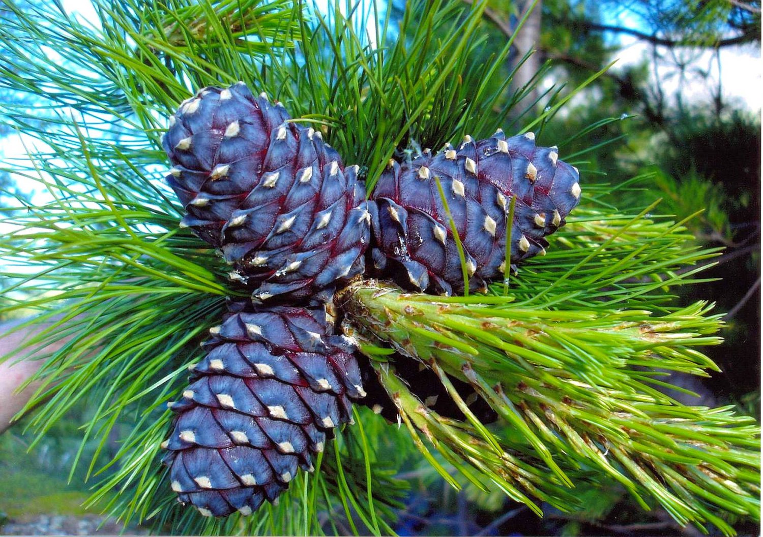 Сосна кедровая сибирская