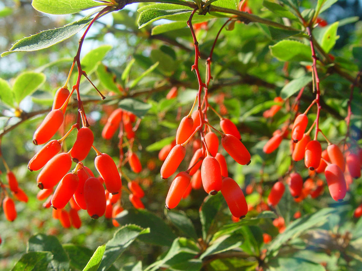 Барбарис продолговатый Барбарис продолговатый