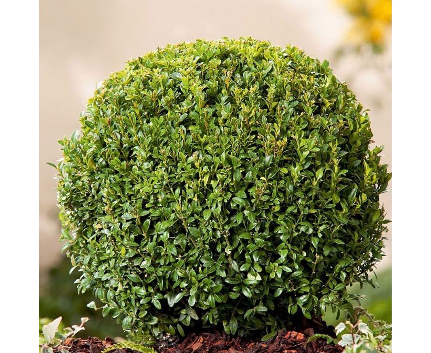 Самшит мелколистный