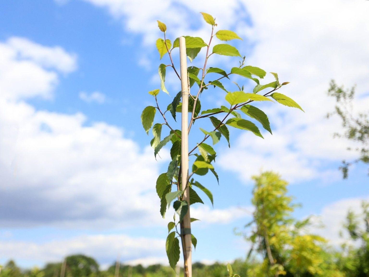 Береза ребристая