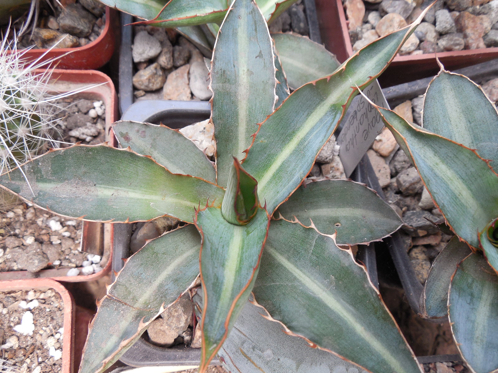 Агава Агава