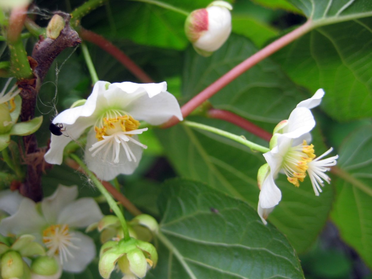 Актинидия коломикта