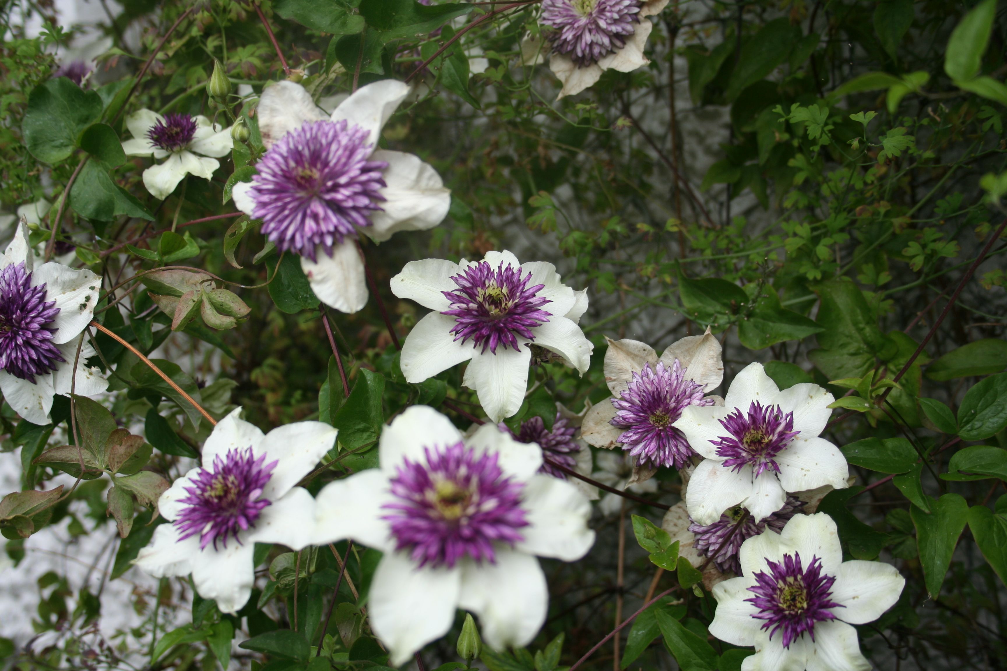 Клематис Флорида