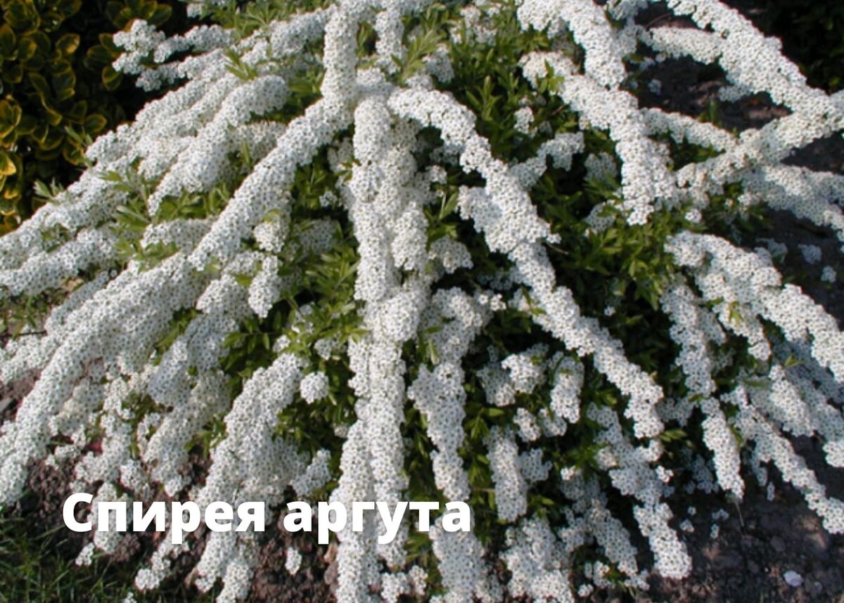 Спирея Спирея