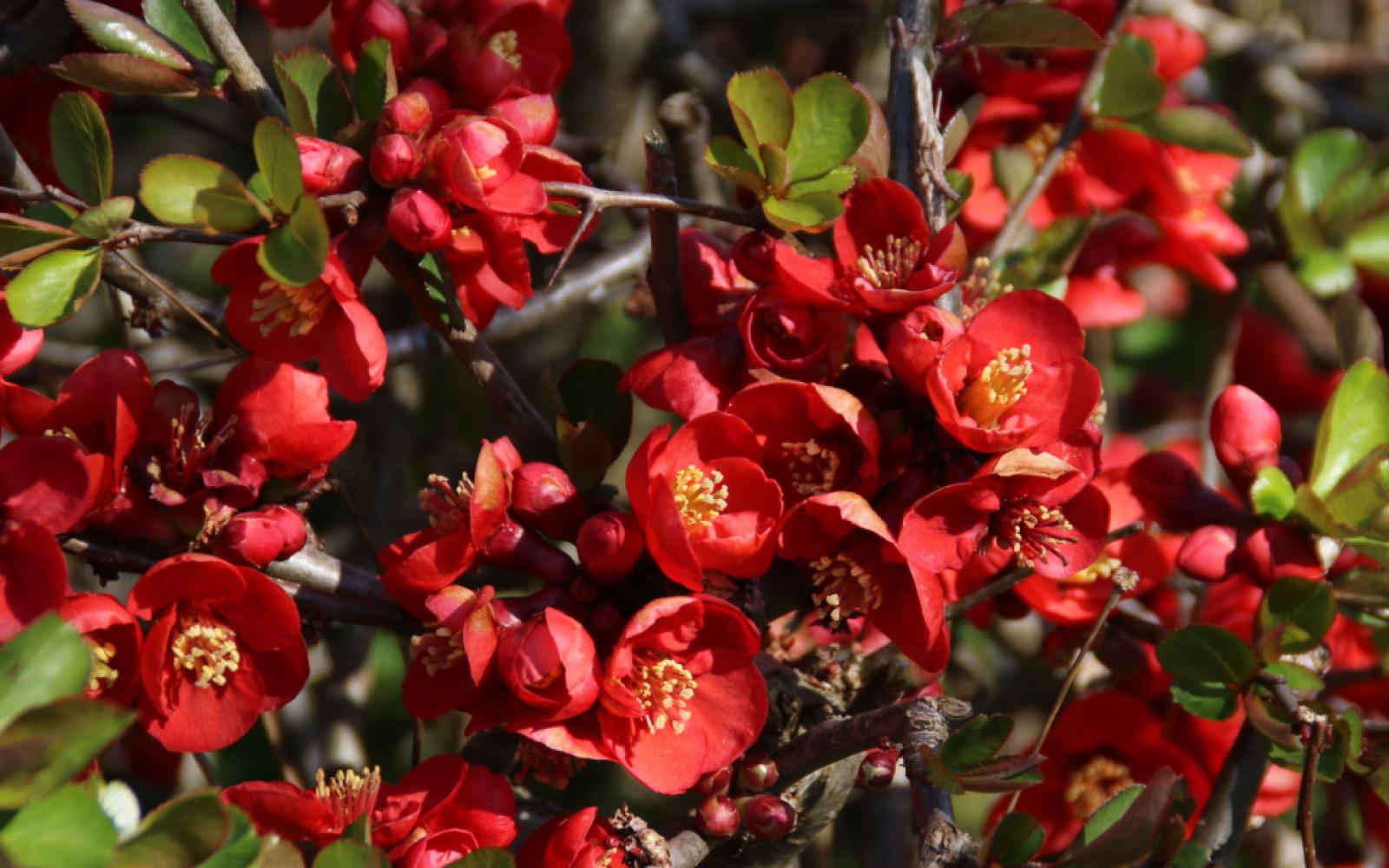 Айва катаянская Айва катаянская