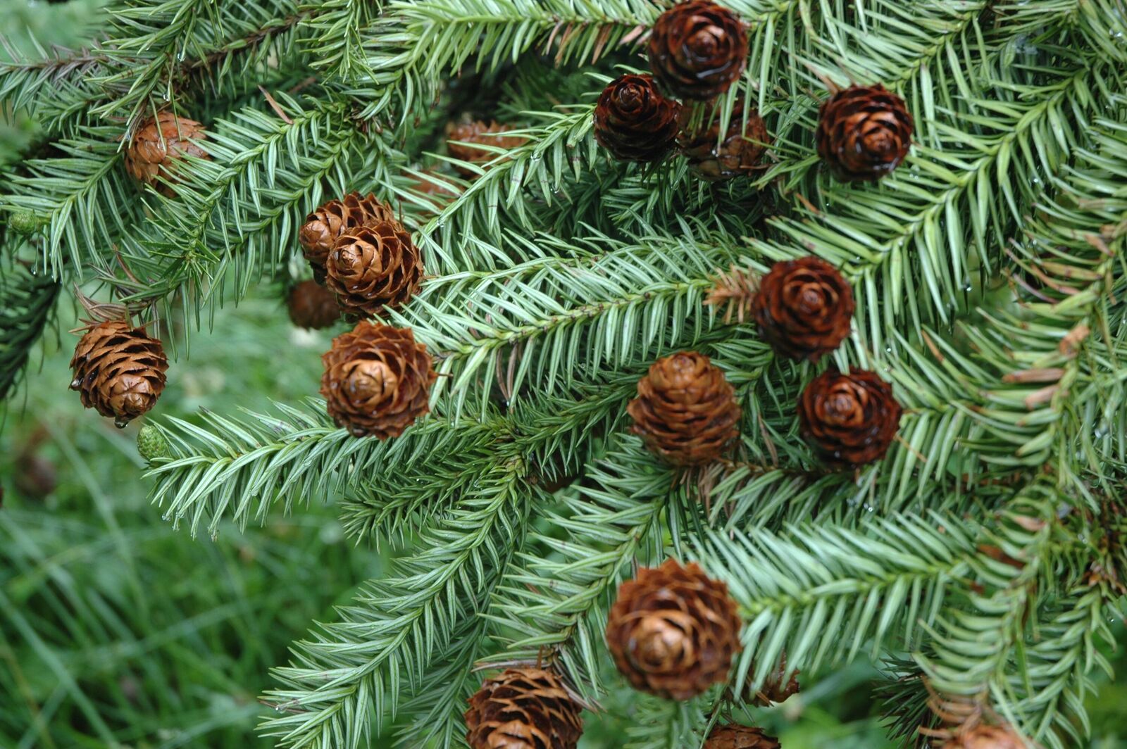 Куннингамия