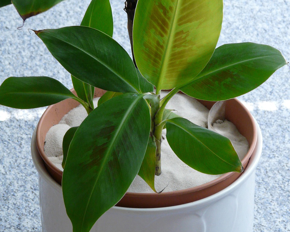 Банан дарджилингский