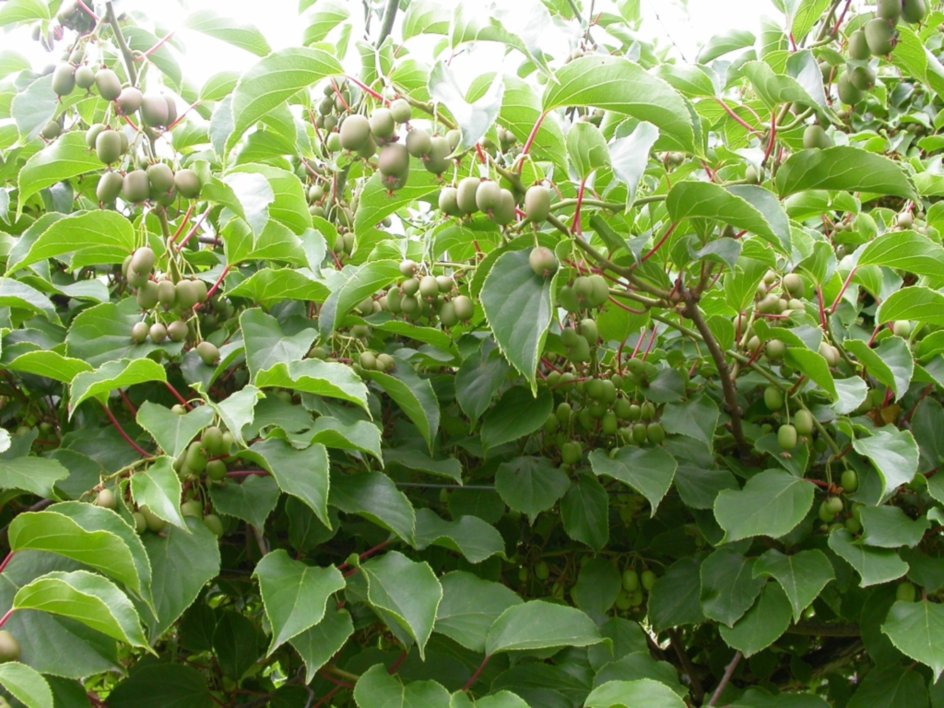 Актинидия острая