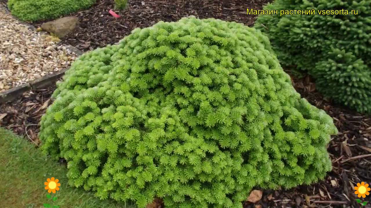 Пихта корейская