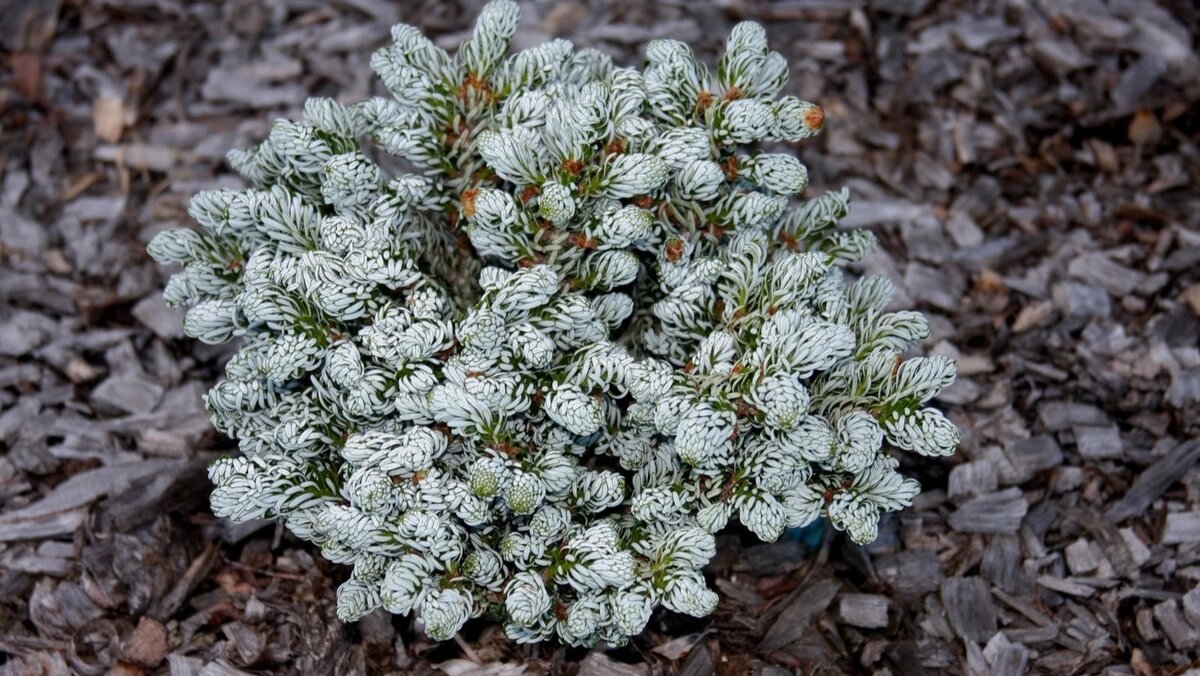 Пихта корейская