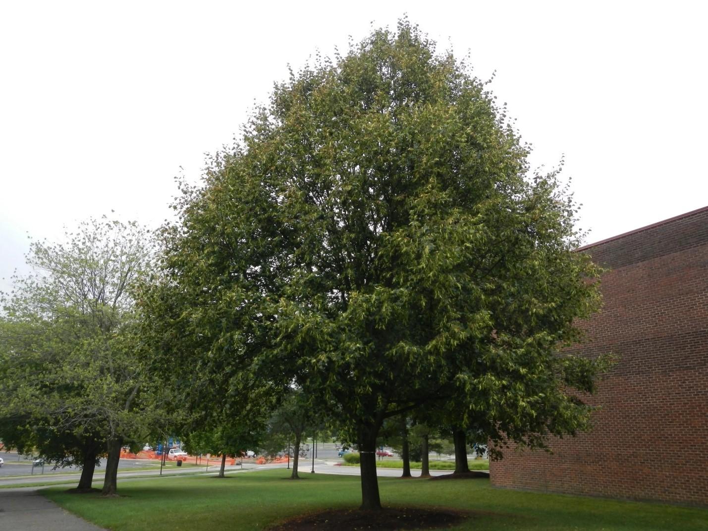 Липа американская