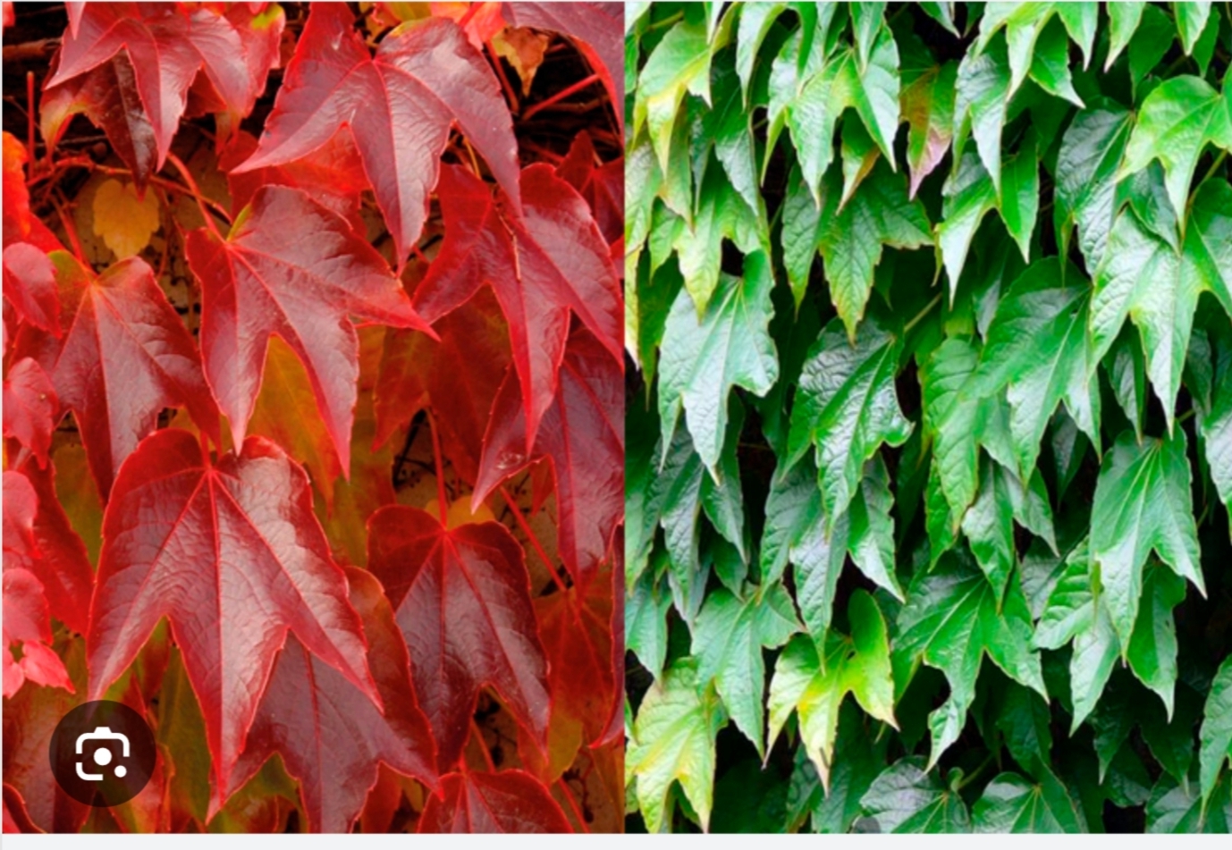 Девичий виноград пурпурный