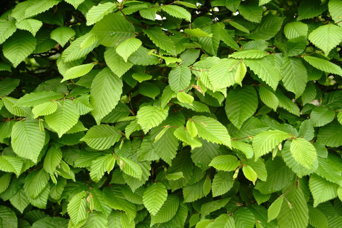 Граб каролинский