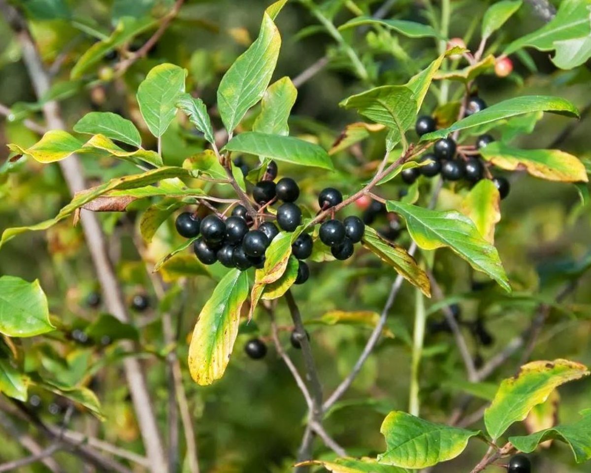 Крушина даурская