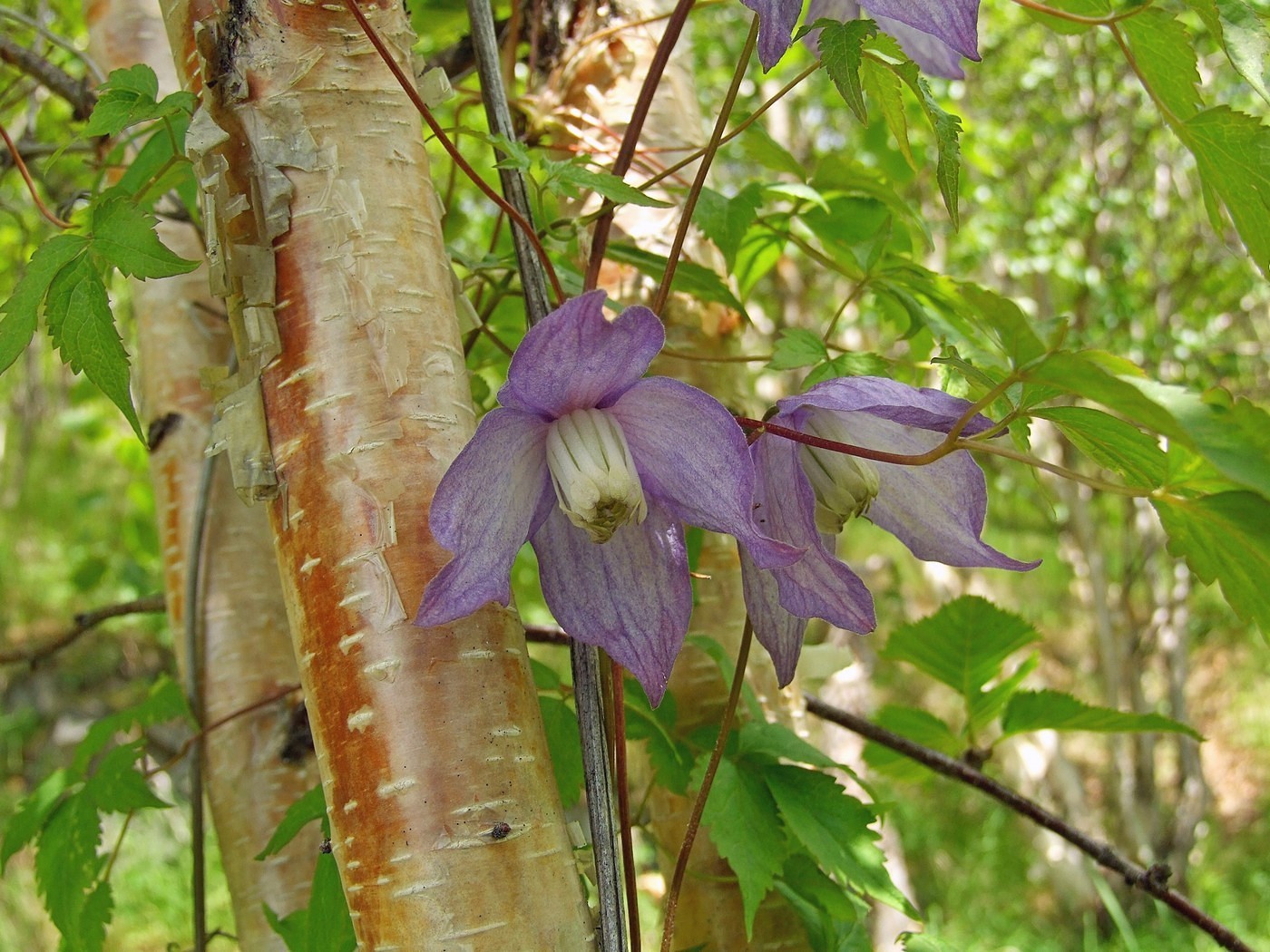 Княжик Арманда Княжик Арманда