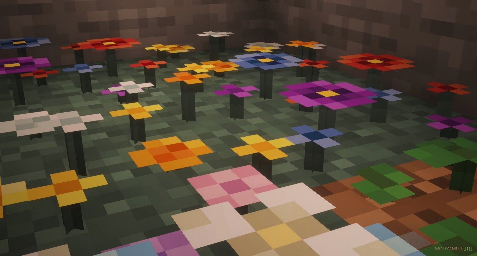 Глициния прекрасная Глициния прекрасная