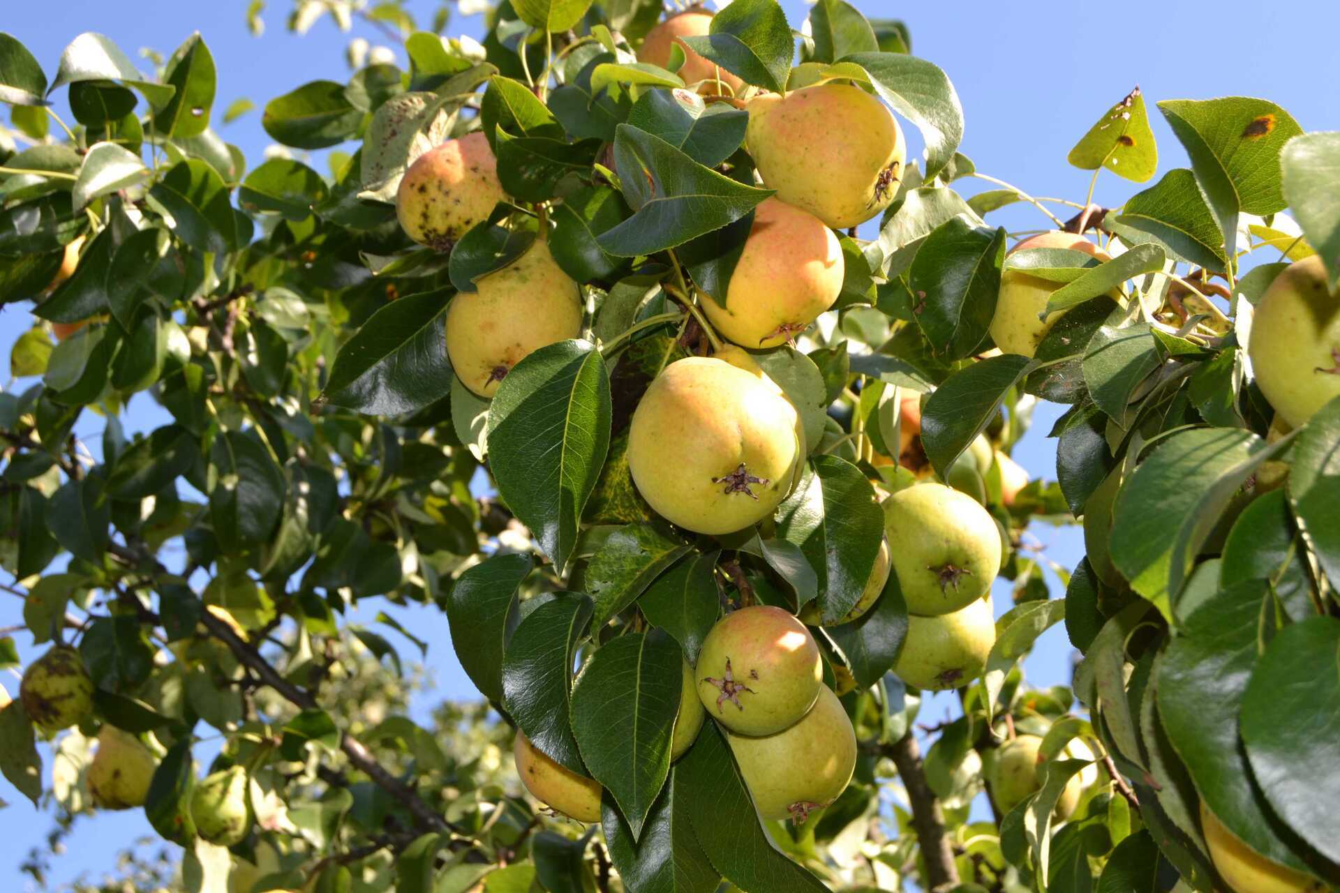 Груша обыкновенная