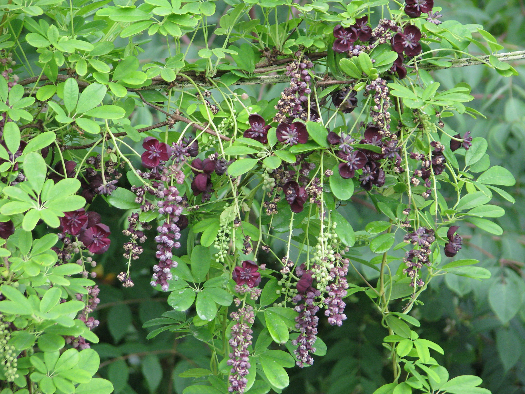 Акебия крупноцветковая