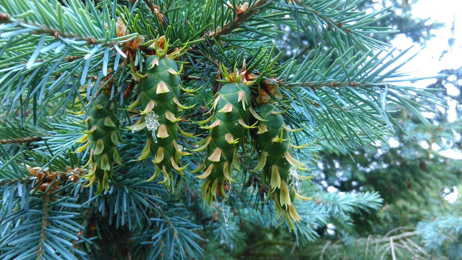 Псевдотсуга