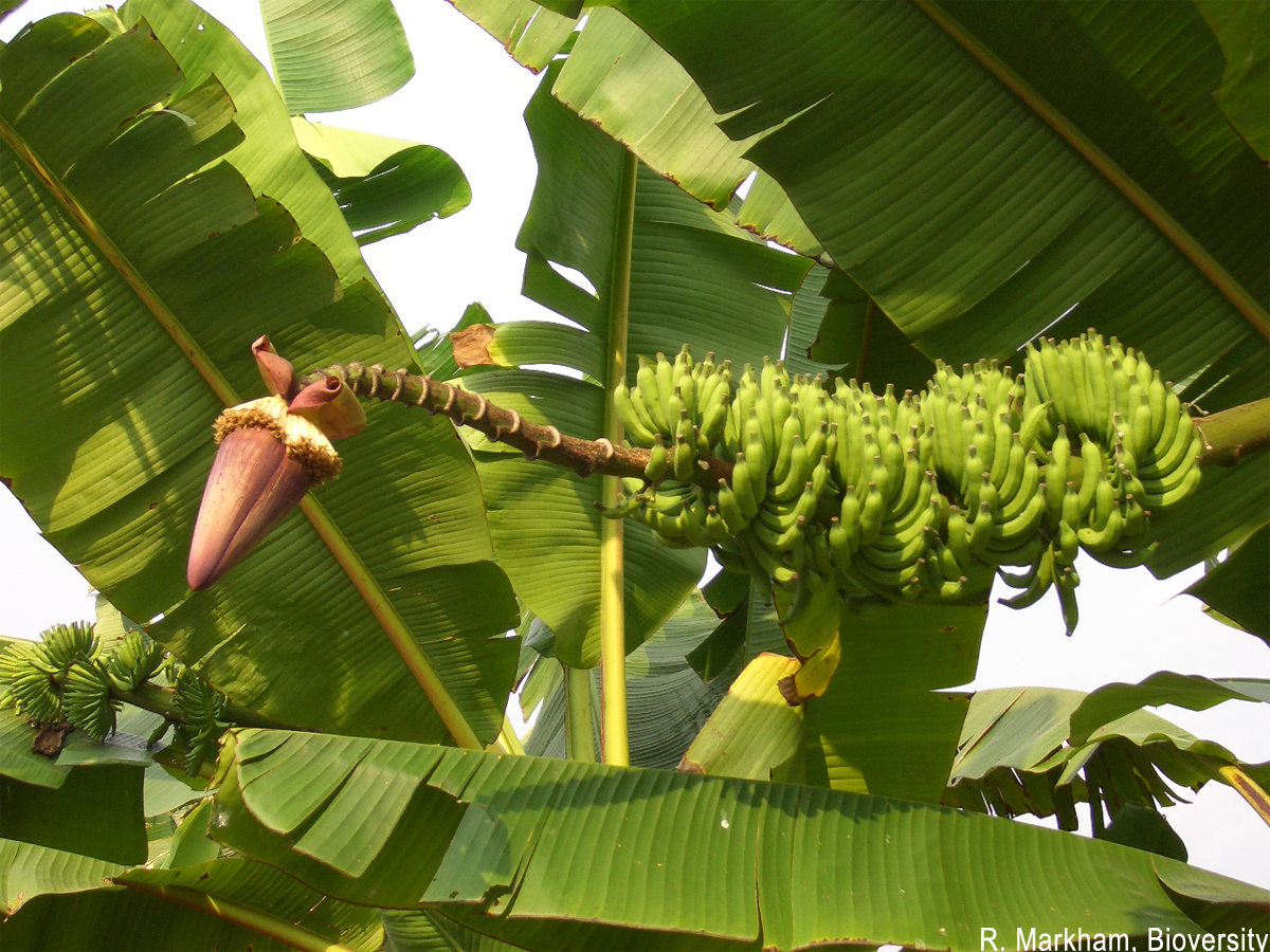 Банан заострённый
