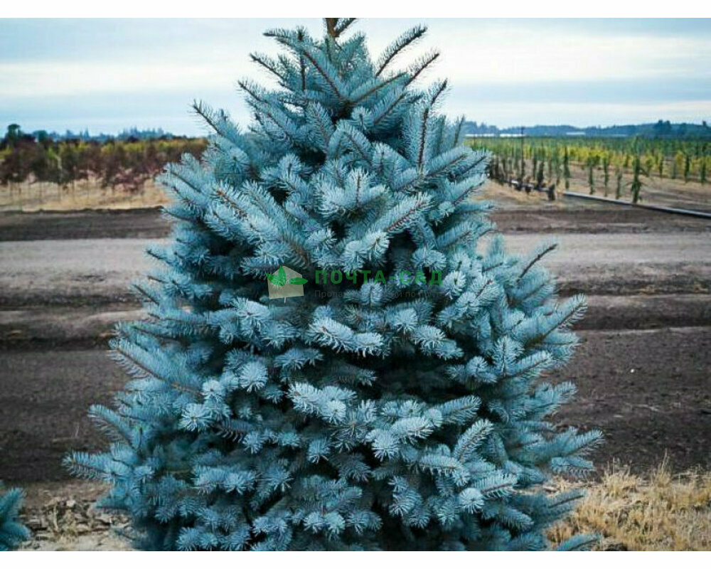 Ель колючая