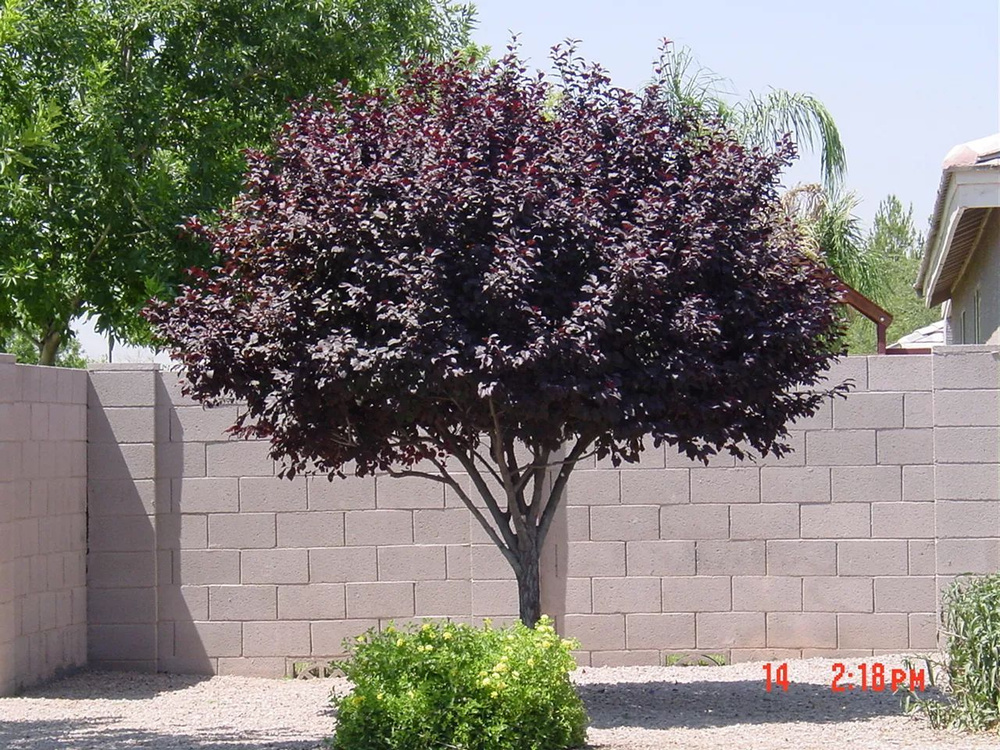 Черемуха виргинская