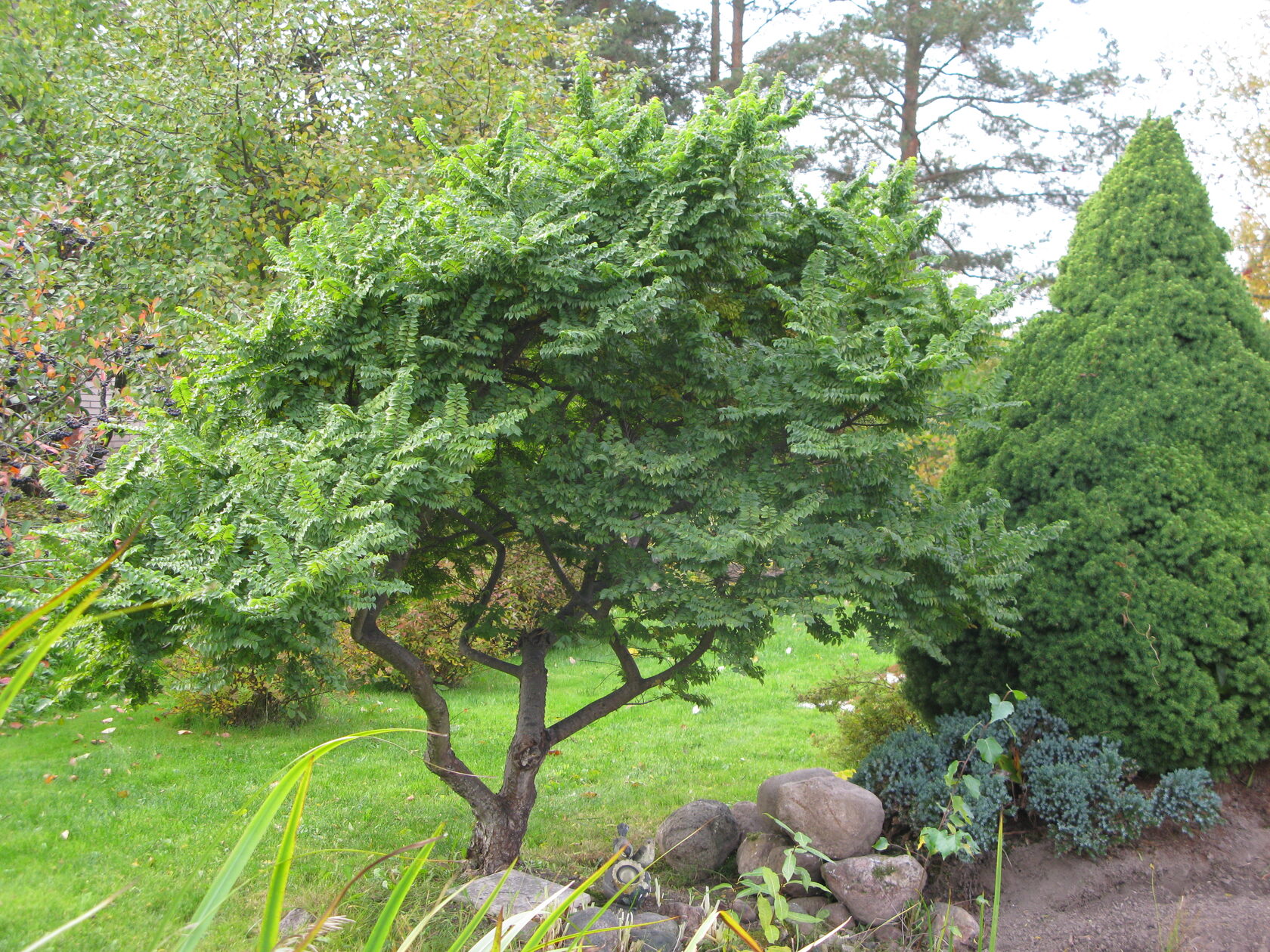 Вяз приземистый