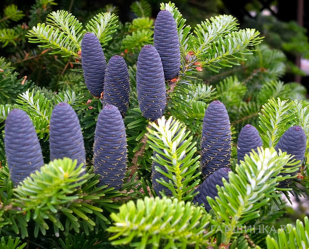 Пихта корейская