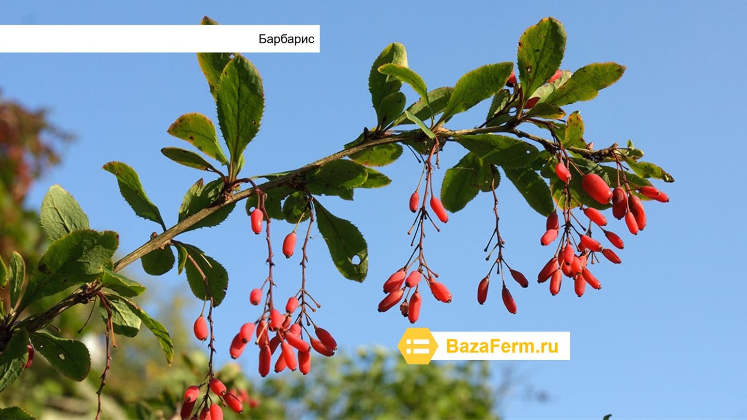 Барбарис монетный
