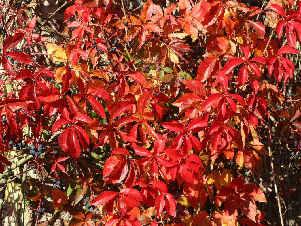 Девичий виноград Энгельмана