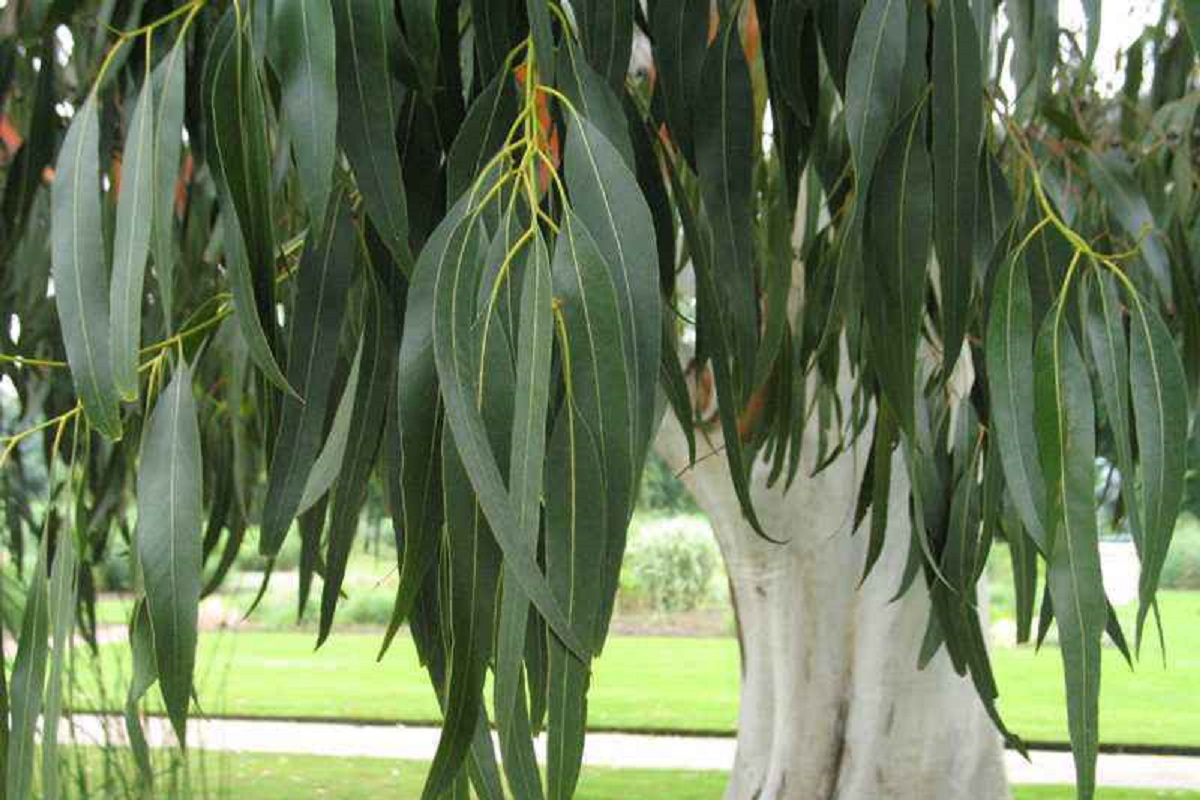 Камедное дерево