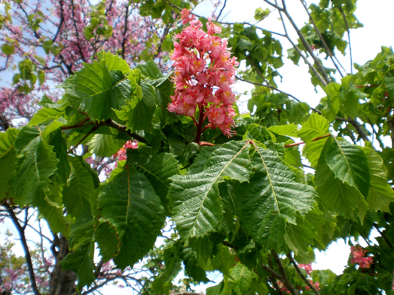 Каштан конский красный Каштан конский красный