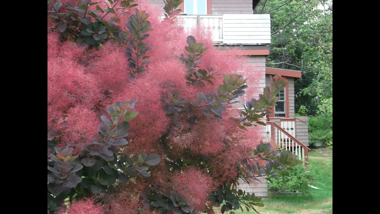 Скумпия американская