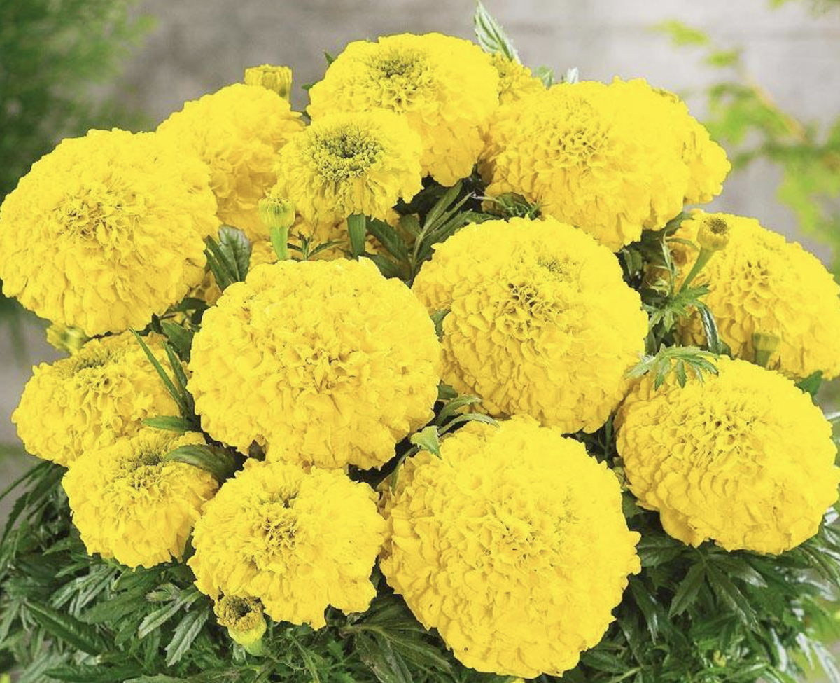 Бархатцы прямостоячие Бархатцы прямостоячие