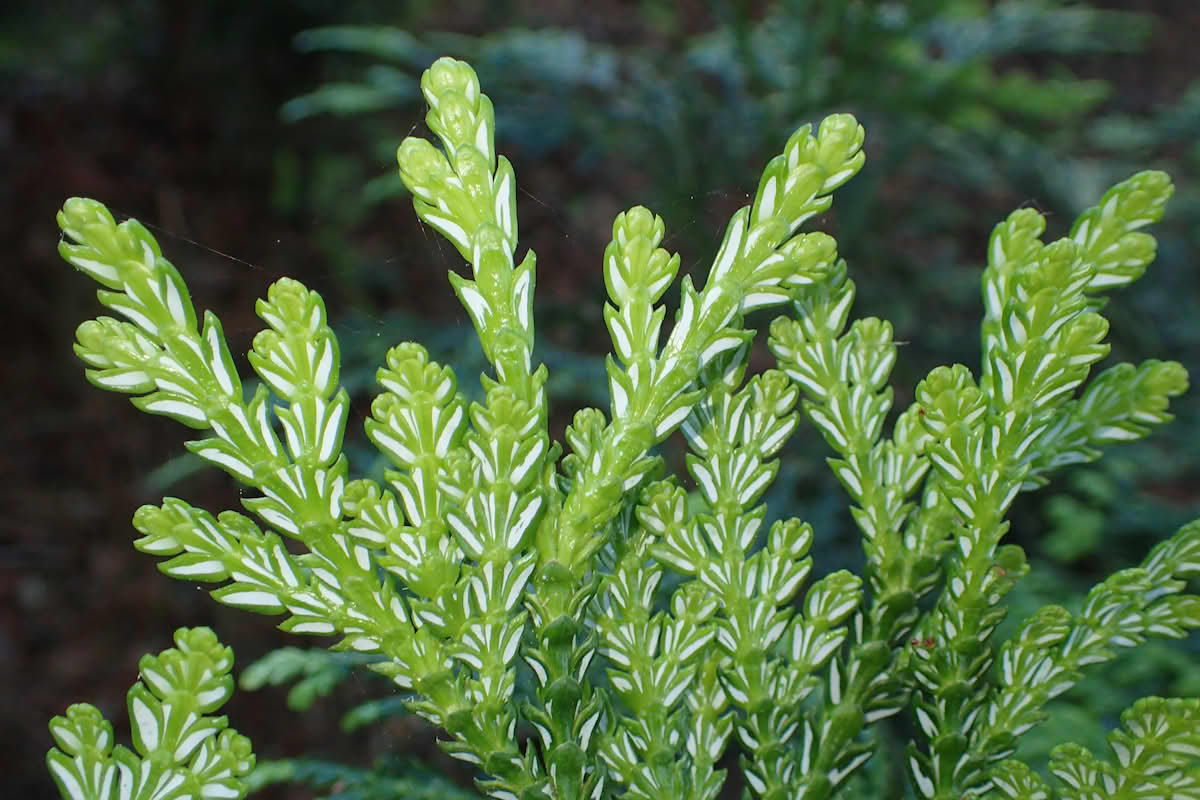 Туевик Туевик