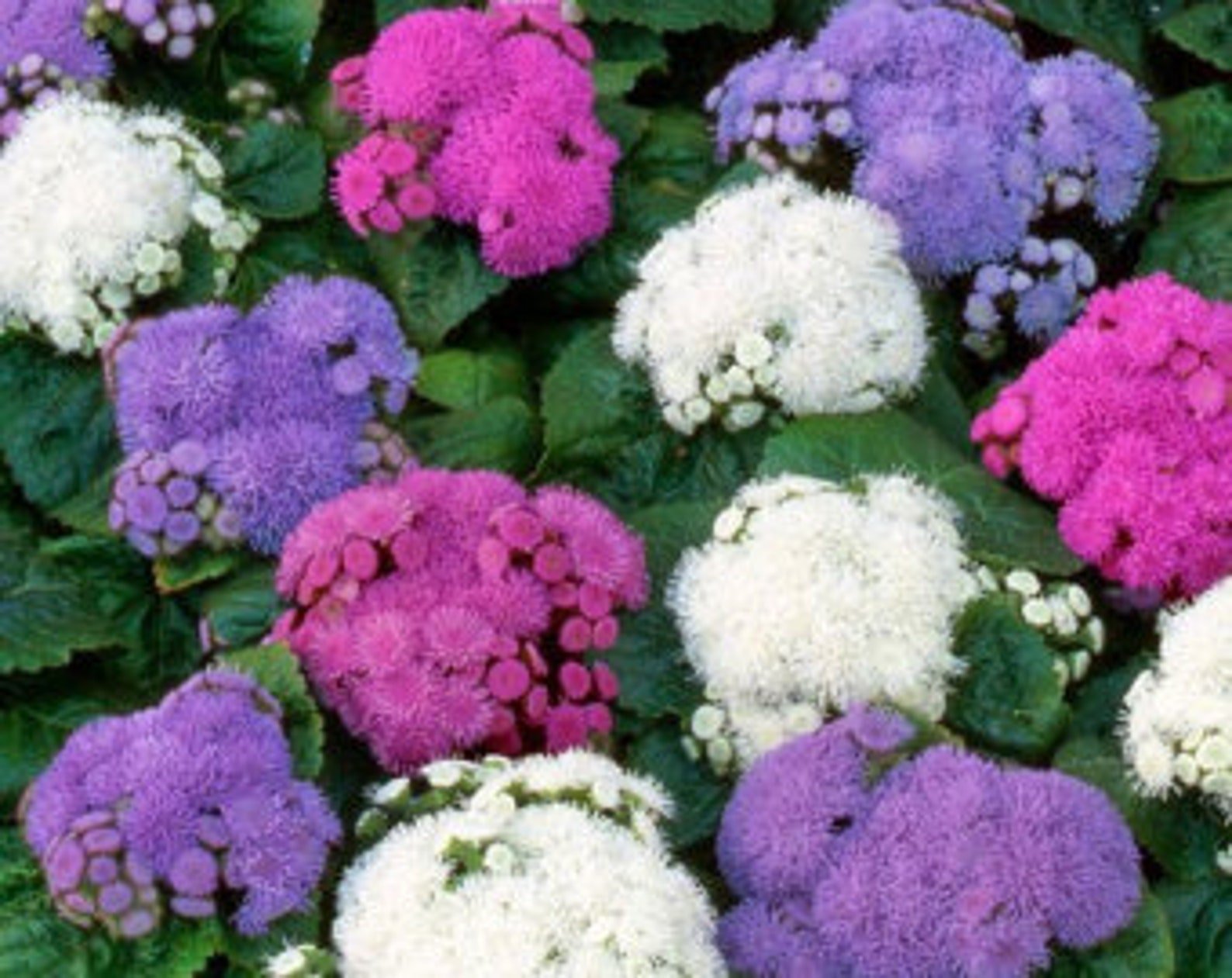 Агератум Агератум