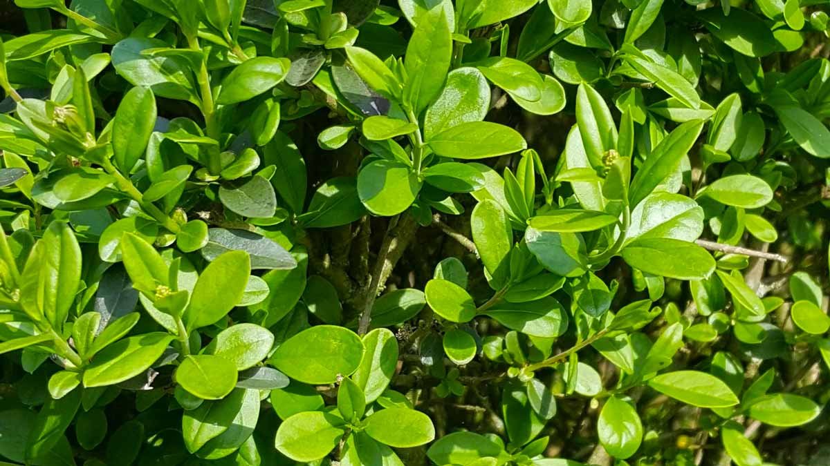 Бирючина китайская